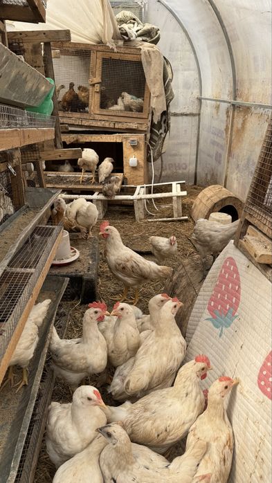 Петухи два месяца