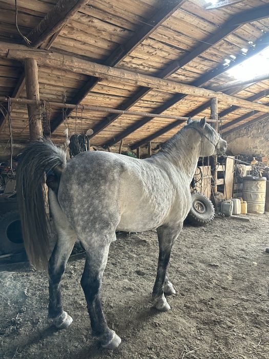 Айғыр сатылады. Продается жеребец