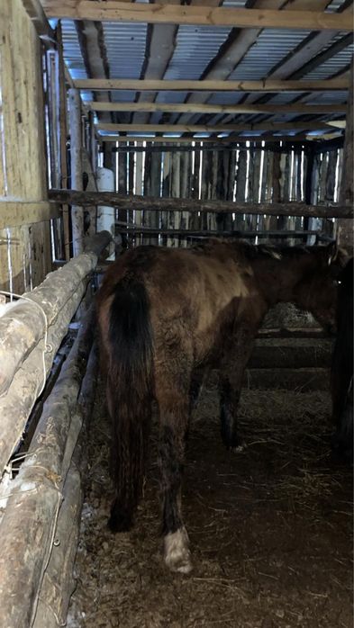Кішірек еркек тай сатылады.
