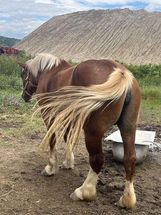 De vanzare o iapa cu manz de 3 saptamani jumate