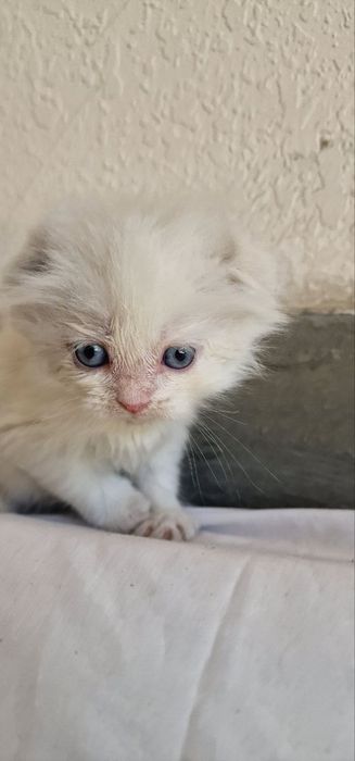 Котята шиншилла вислоухие