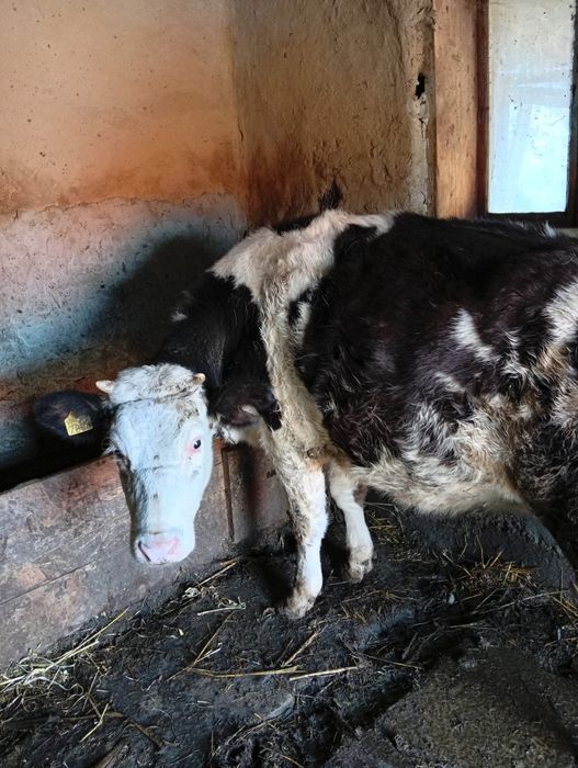 De vânzare vitica de un an