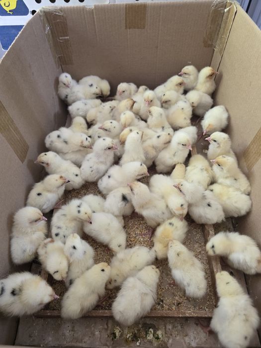 Сертухум Макён Хай-лайн жужалари сотилади