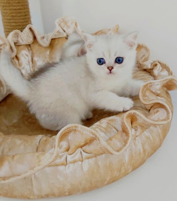 Британская кошечка* котик*