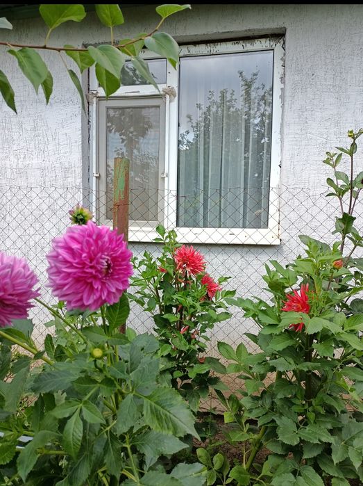 Продам клубни георгины