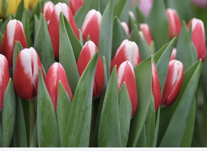 Продам тюльпаны…