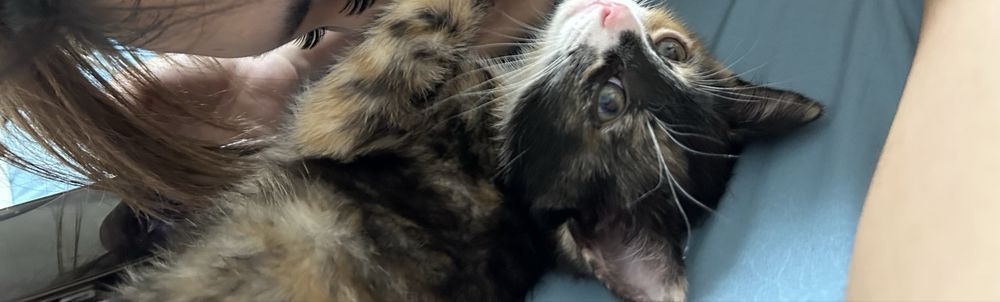 Продается кошка, девочка