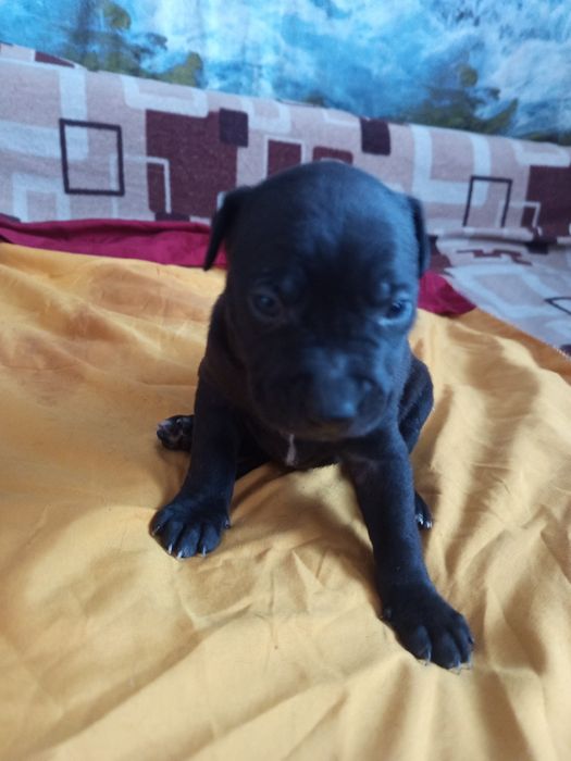 Продам Щенков питбули