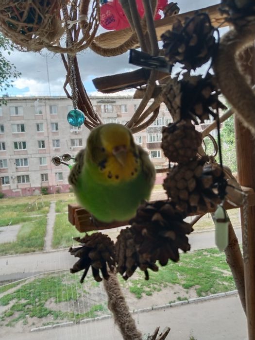Мальчик ждёт девочку для случки