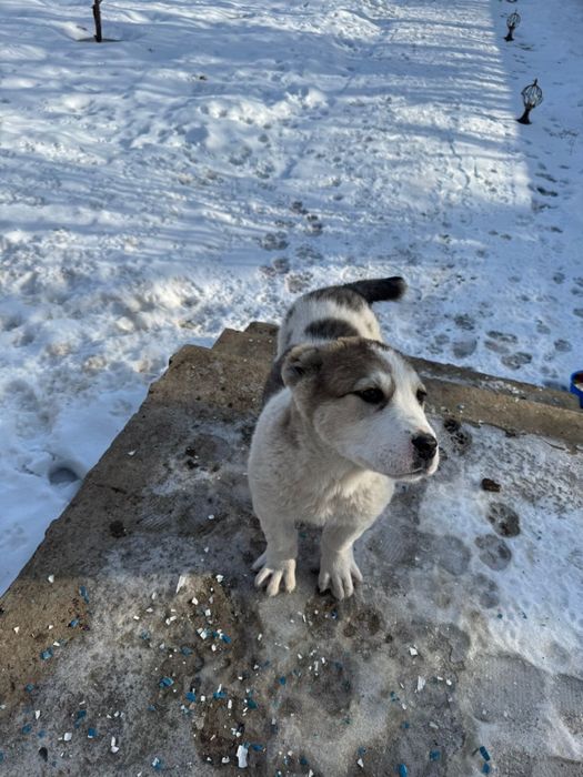 Алабай күшік таза …………..