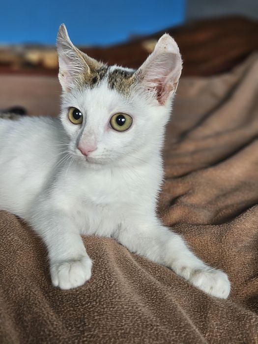 Kali, Simba si Vampi vor acasa