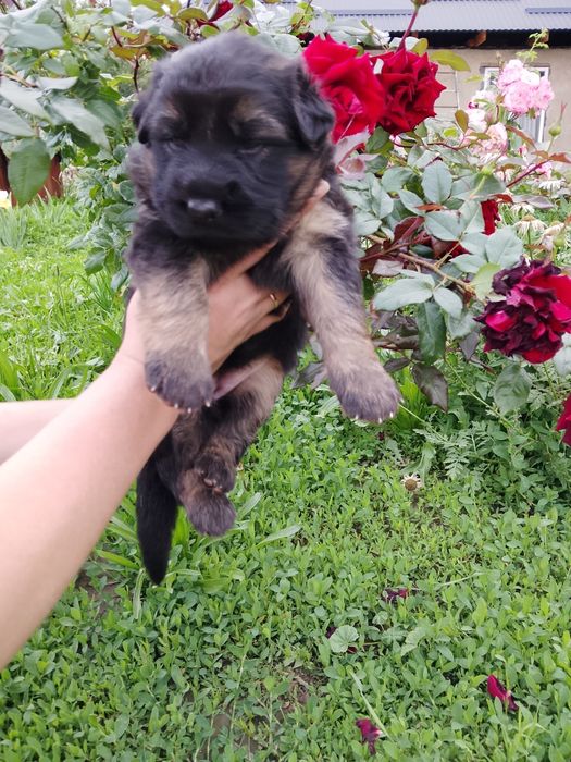 Немецкая овчарка