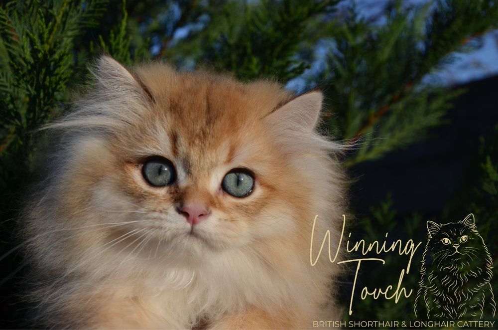 British longhair cu pedigree