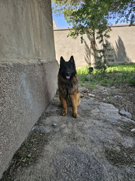 Чистокровный немецкий Овчарка С документом.