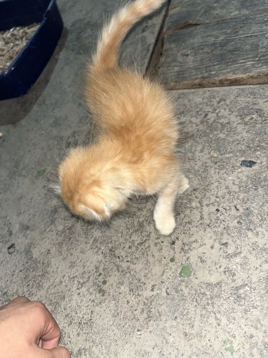 Котята ласковый хорошый