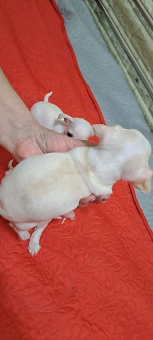 Щенки  чихуахуа.