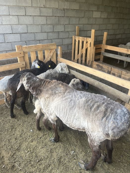 Продам жирных баранов