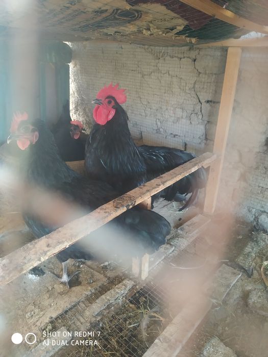 Ruminiya tovuqlar tuxumi sotiladi