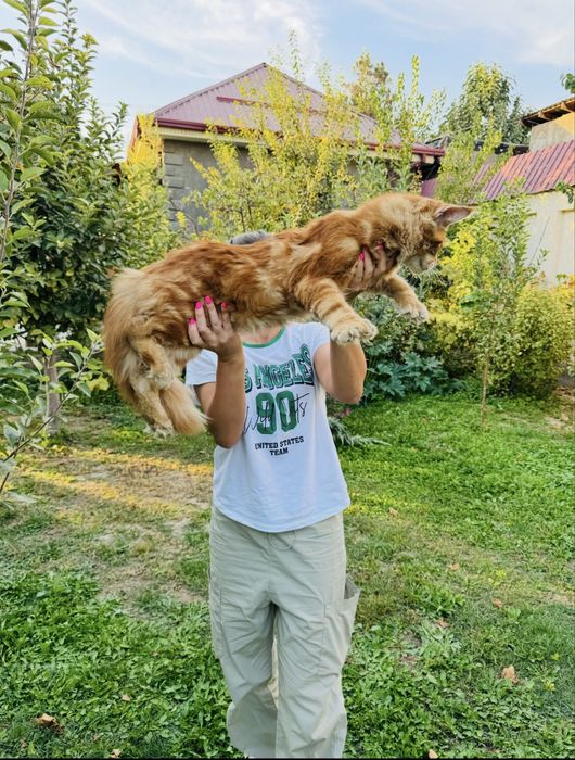 Мейн-кун  вязка полидакт 6/6/6/6