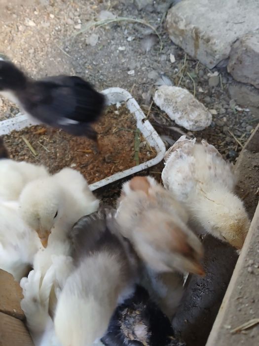 Brama jo'jalari sotiladi donasi 25 ming