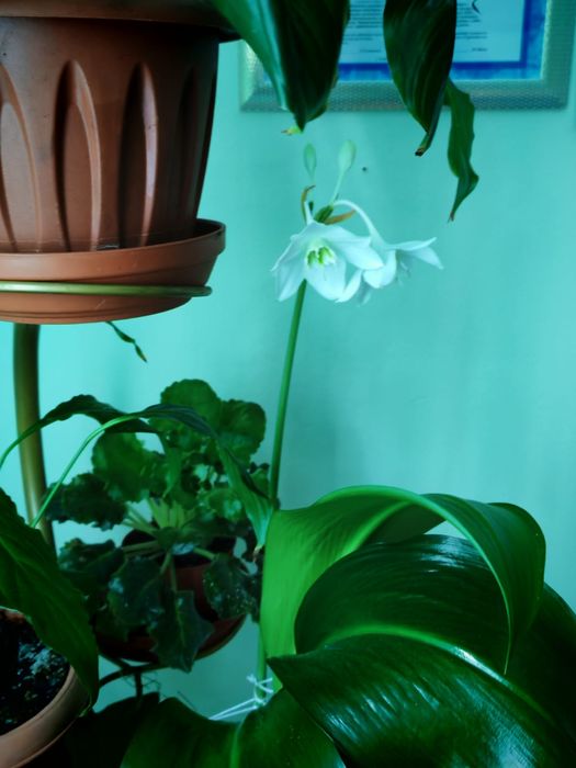 Продам цветы женское счастье