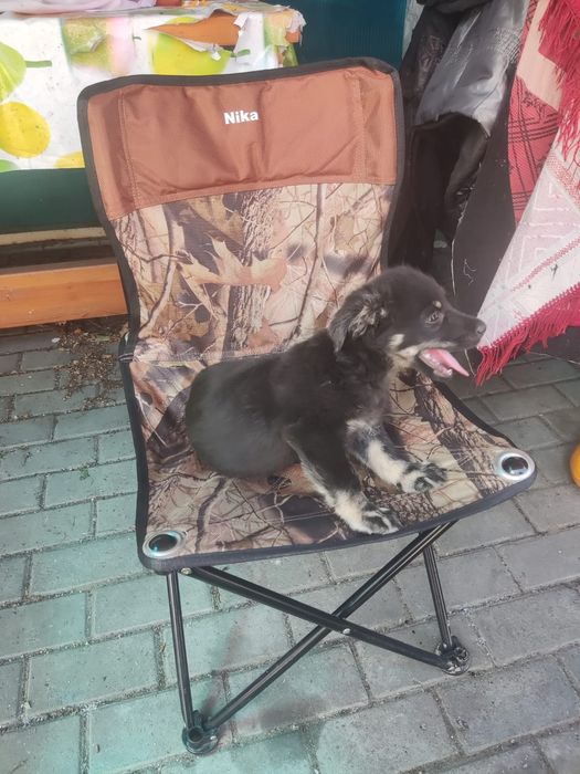 Отдам в добрые руки щенка