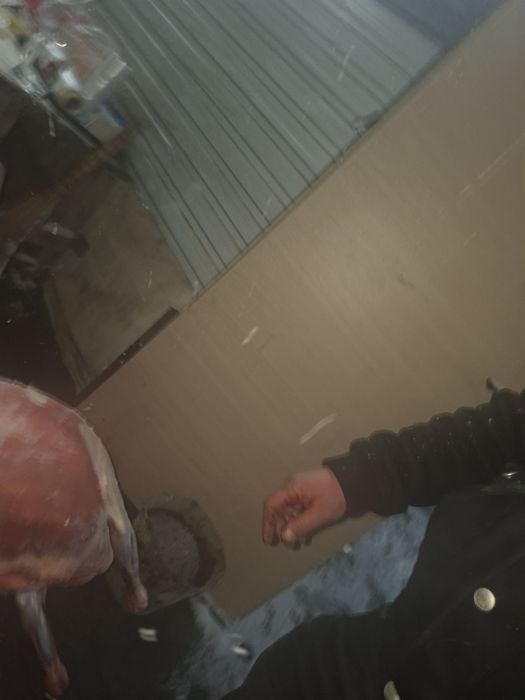 Қой еті бар семіз дан жүгері жеп тұрған