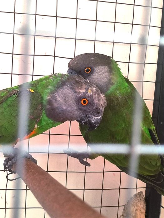 Сенегальские попугаи. Пара. Дикари.