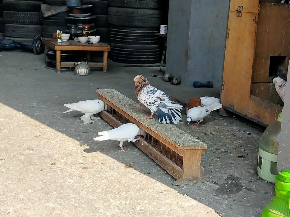 Голуби бакинские высоколетные