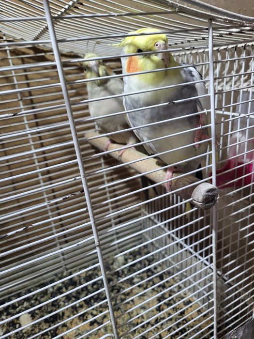 Vand pereche de nimfe