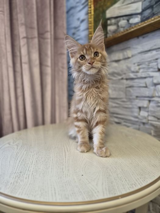 Котёнок мейн-кун  продажа