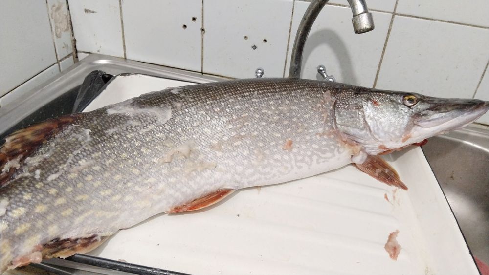 Продам рыбу ЩУКА