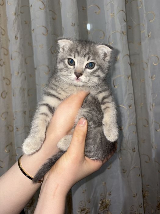 Зотли мушукча сотилади Скоттш фолд