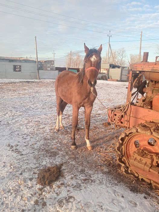 Ағылшын тайлар  полтарашки