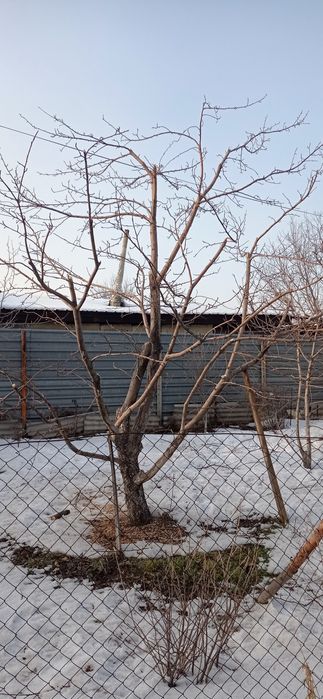 Обрезка,плодовых деревьев.