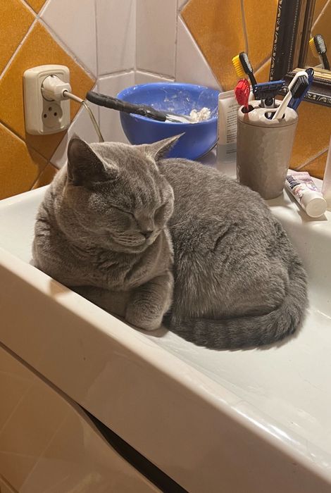 Отдам кота в добрые руки