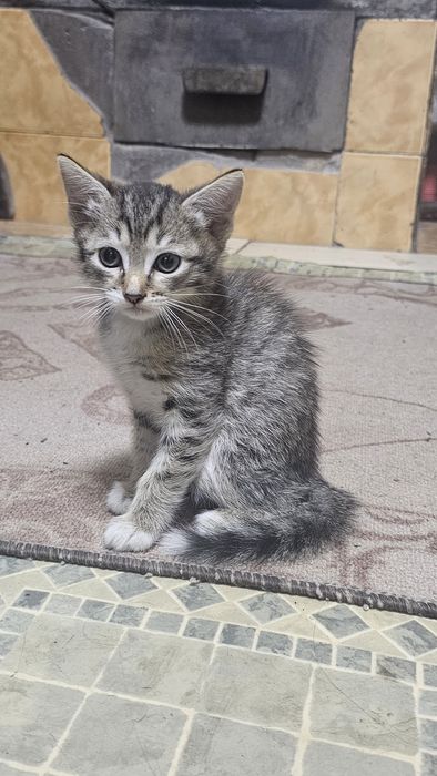 котята крысыловы