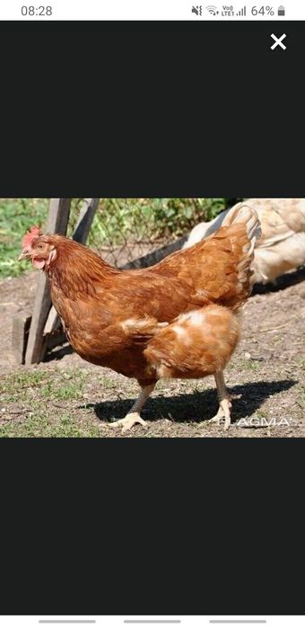 Продам несушек ..