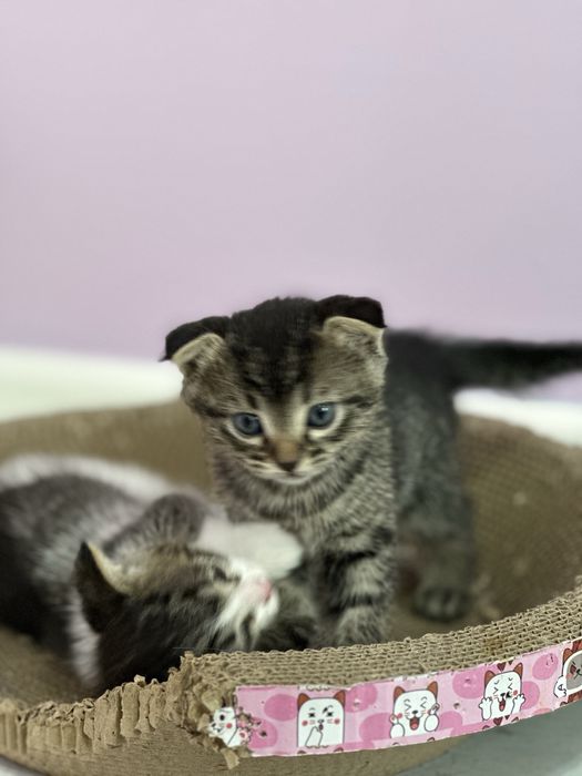 Котенки,вислаухи