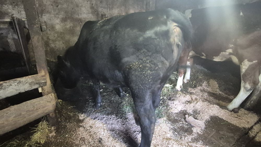 Vand junica angus