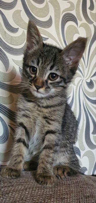 Отдам котят в добрые руки