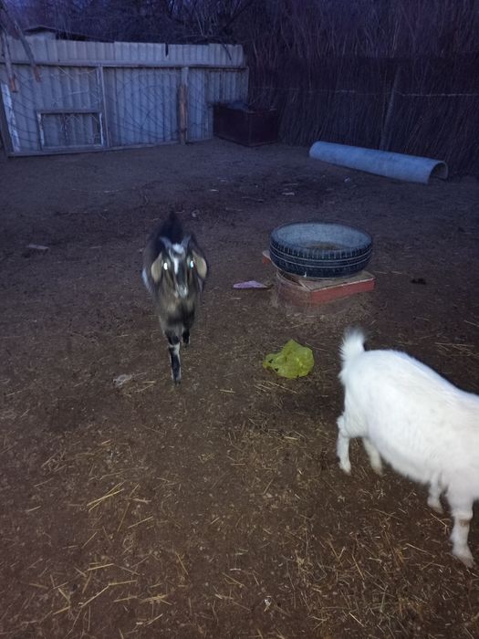 Осы ургашы лактар сатылады