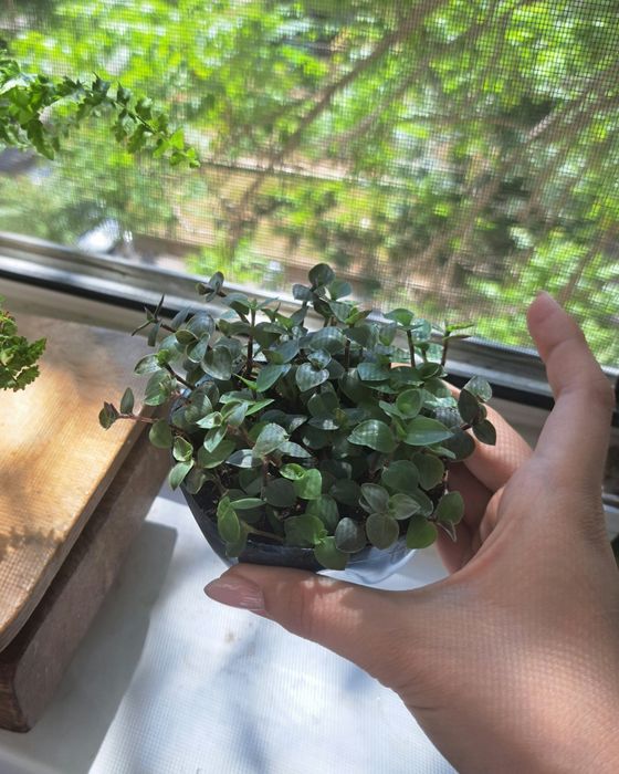 Каллизия комнатные цветы