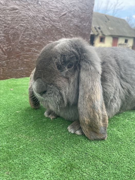 Mascul Berbec German Albastru