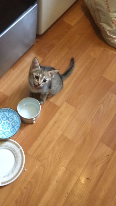 Отдадим котят (3 котенка)