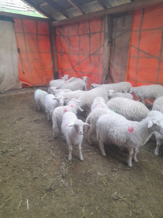 Vînd miele de rasă Sarda și Assaf