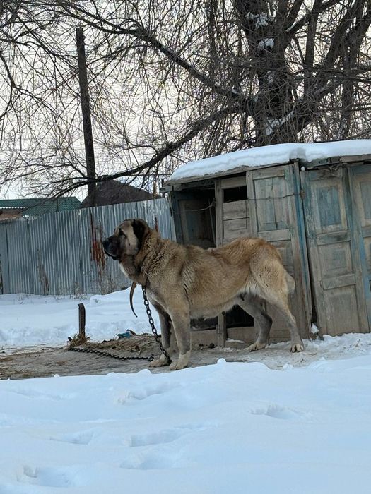 Төбет  ұрғашы 5 жасар