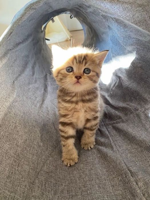 Британские котята