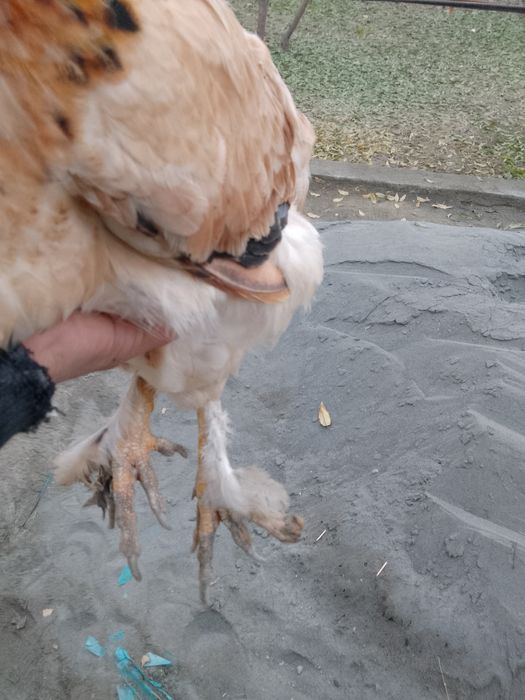 Yosh tovuq chilada inshaalloh tuxumga kiradi makiyon sogʻlom