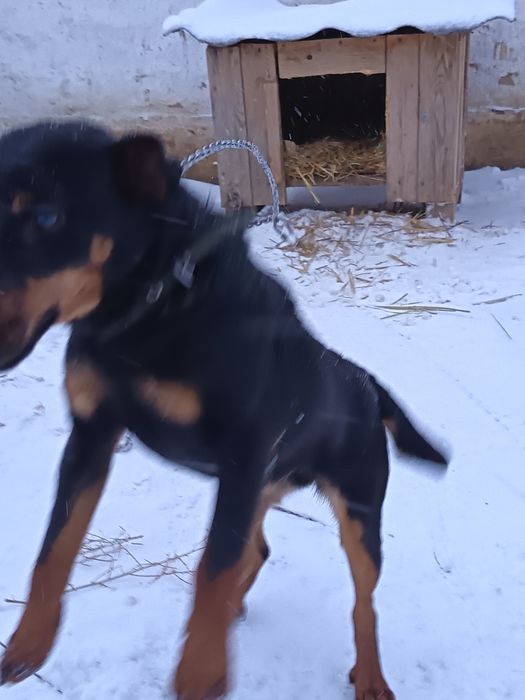 Продаётся ягд терьер